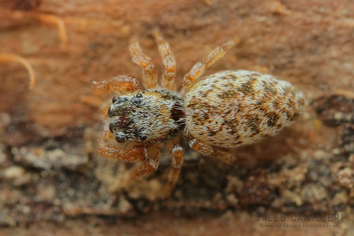 Close-up of a Phanias jumping spider showing detailed body and leg structure.