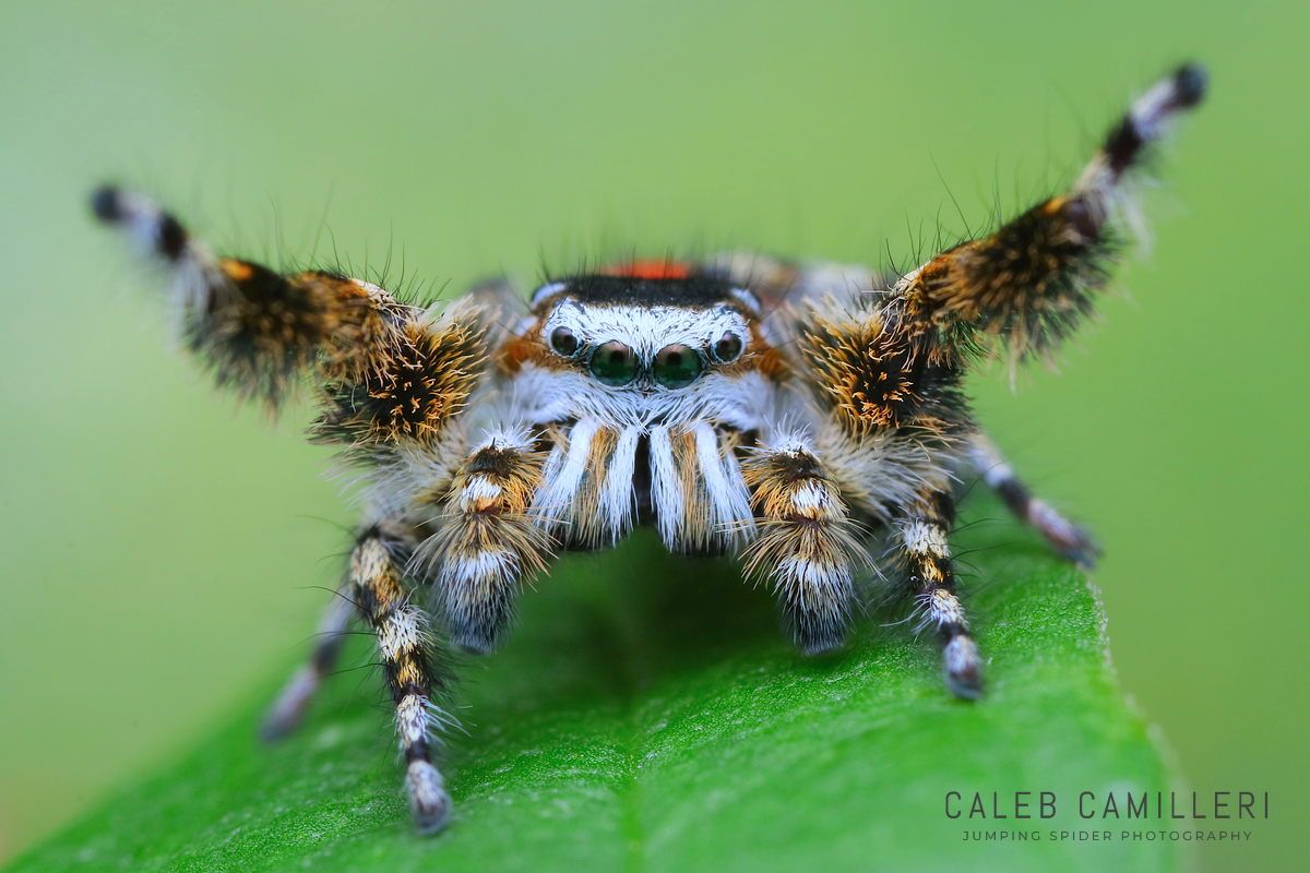 Macro shot of a male Phidippus tyrrelli displaying to or courting a female against an abstract background.