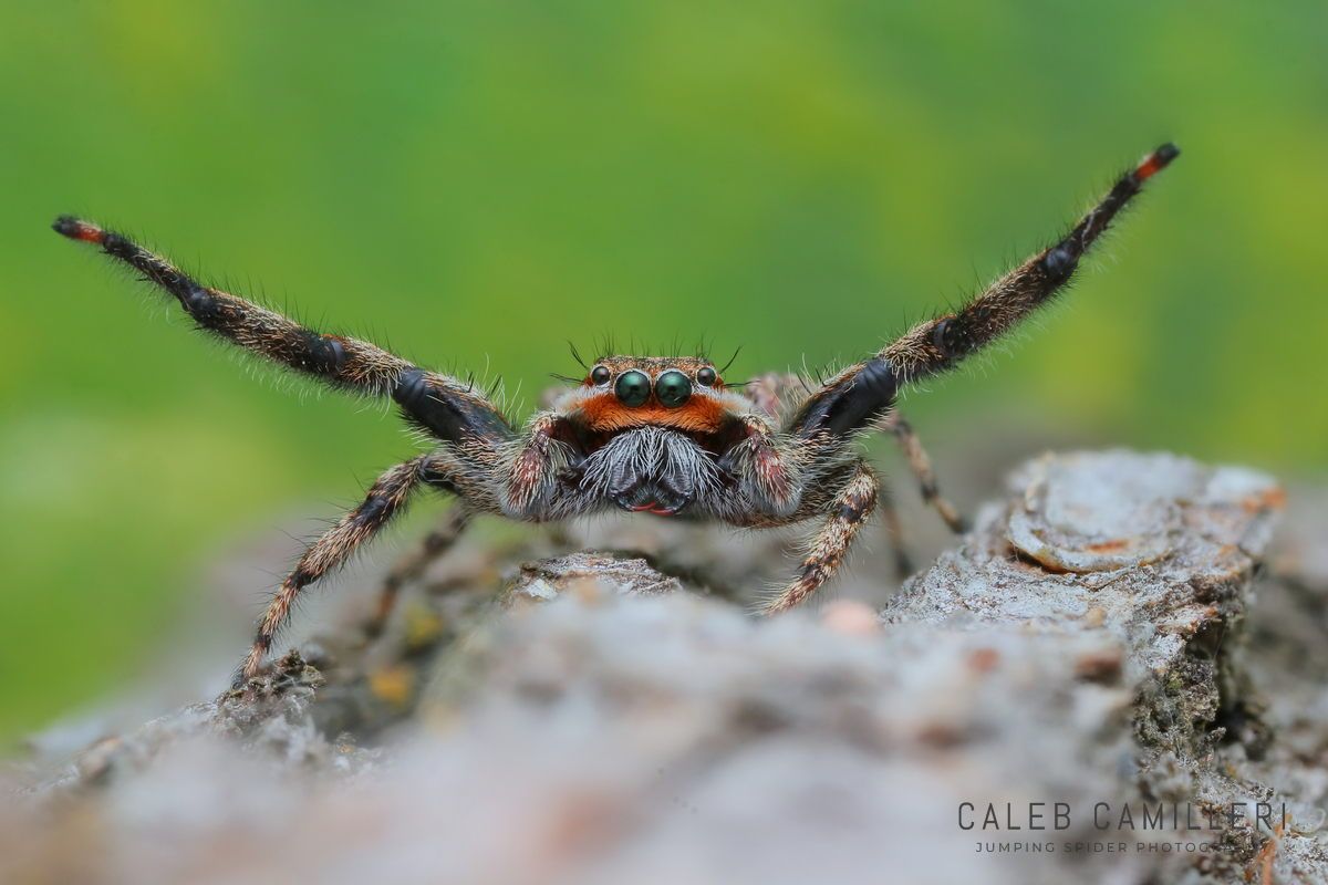 Macro shot of a male Platycryptus undatus displaying to or courting a female against an abstract background.