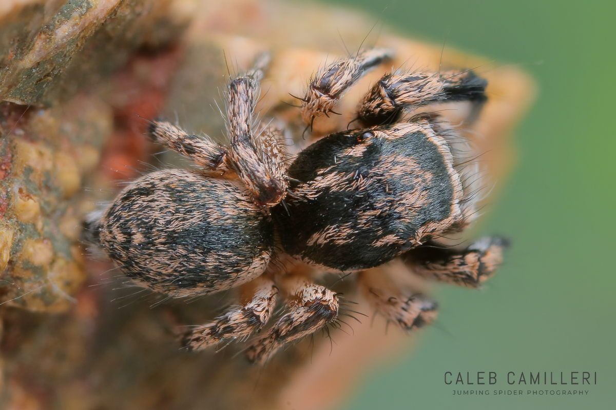 Close-up of a male Habronattus hirsutus jumping spider showing detailed body and leg structure.