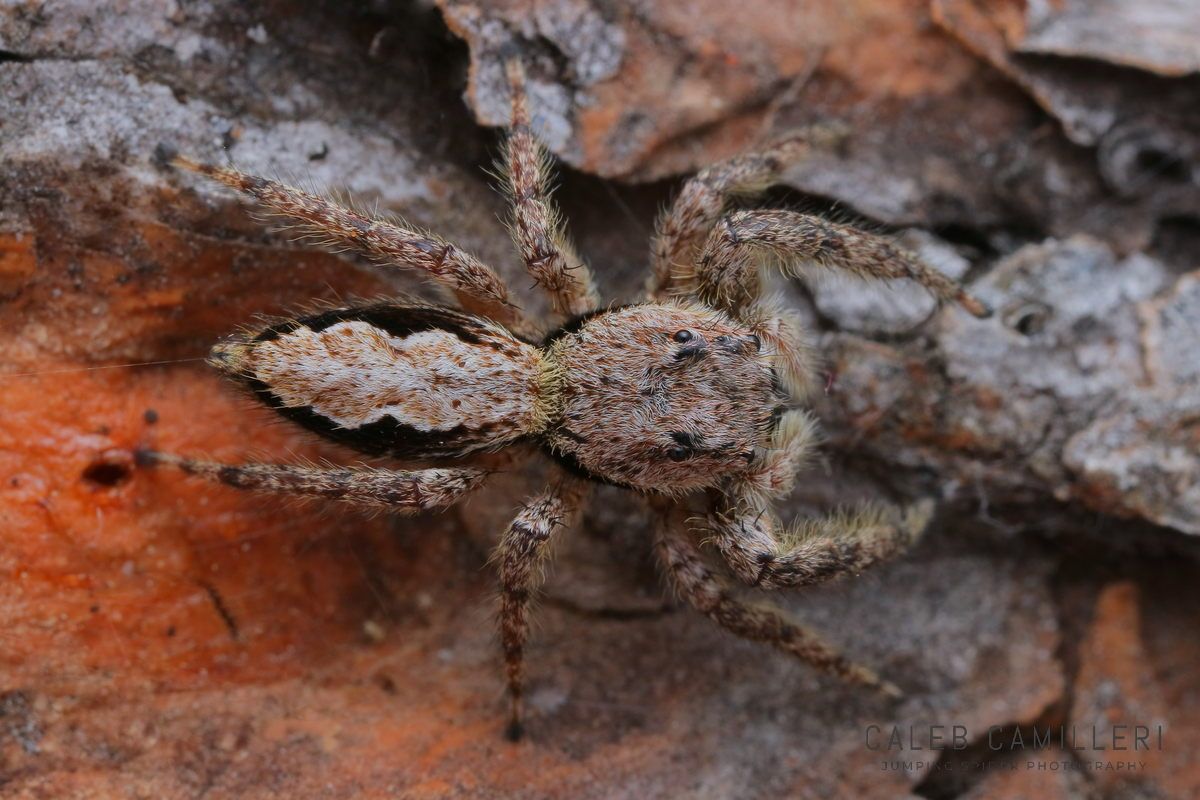 Close-up of a Platycryptus undatus jumping spider showing detailed body and leg structure.