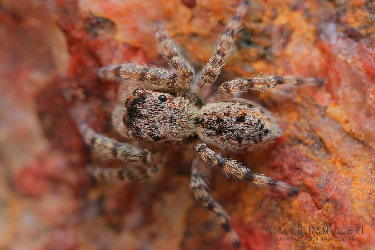 Close-up of a Mexigonus arizonensis jumping spider showing detailed body and leg structure.
