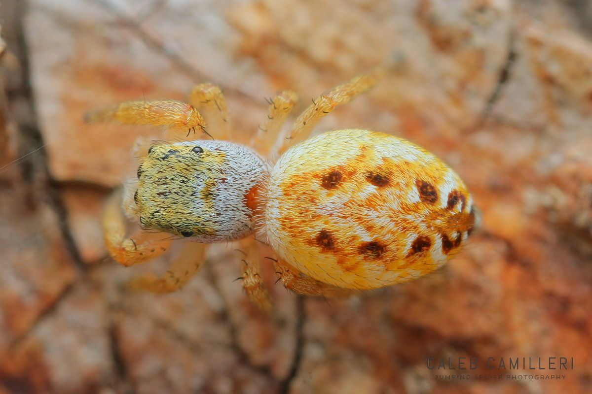 Pelegrina sabinema jumping spider pictured on bark.