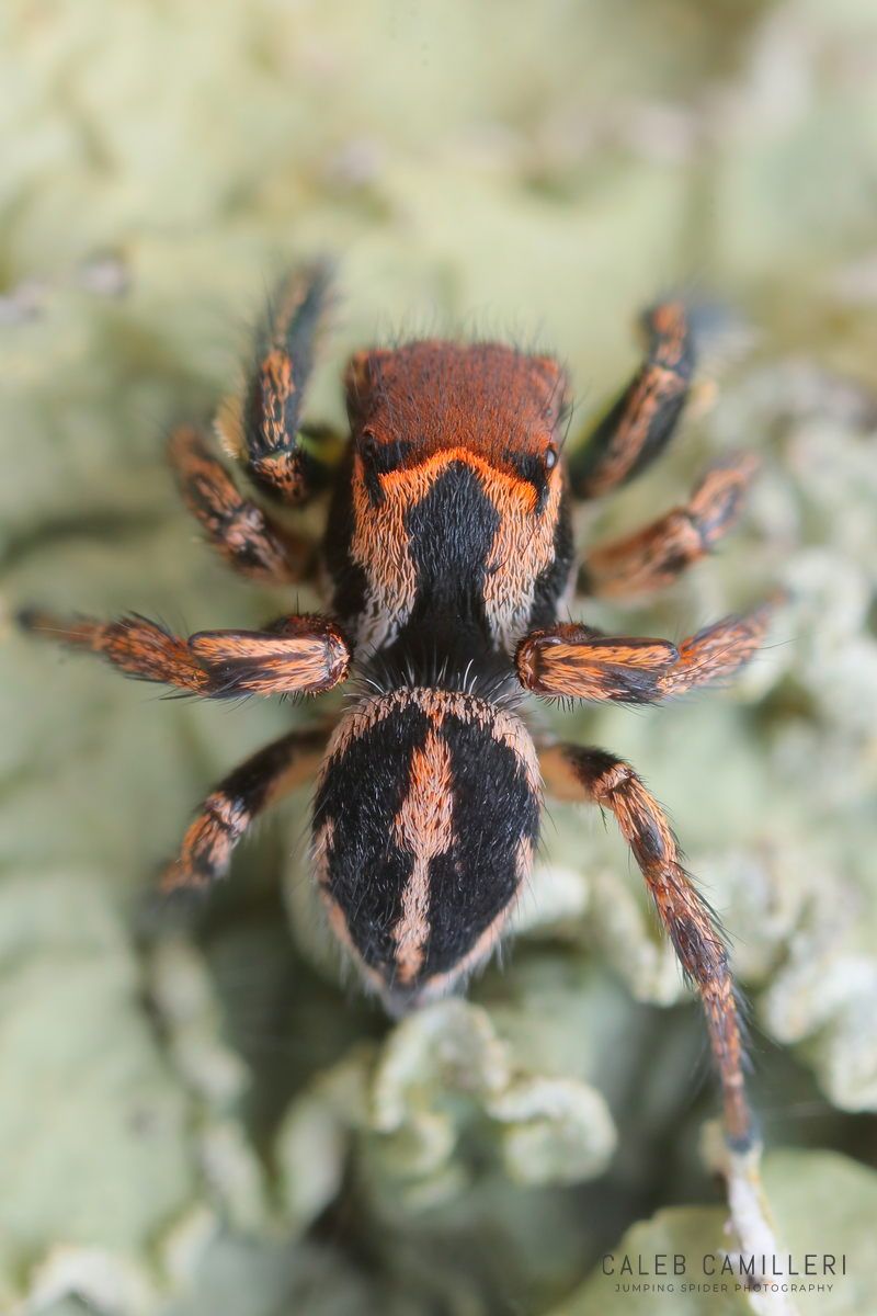 Close-up of a male Habronattus viridipes jumping spider showing detailed body and leg structure.