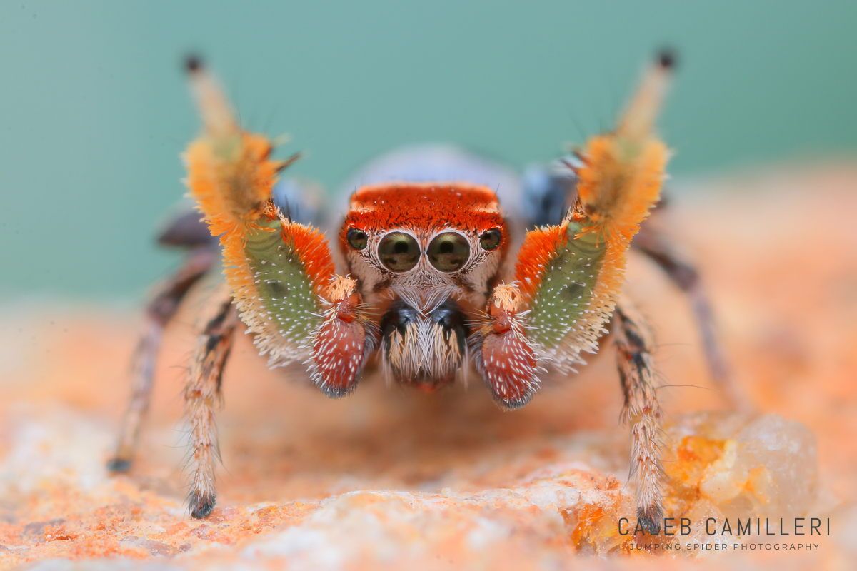 Macro shot of a male Habronattus arcalorus displaying to or courting a female against an abstract background.