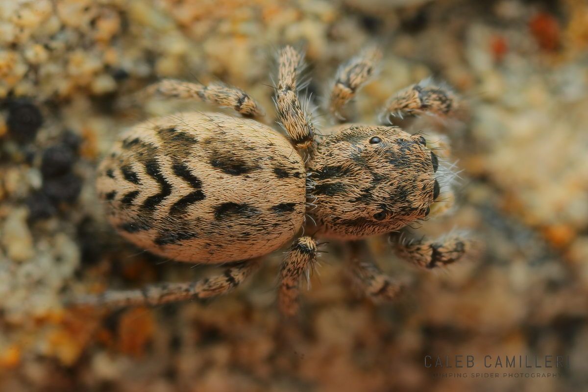 Close-up of a female Pellenattus COELB jumping spider showing detailed body and leg structure.