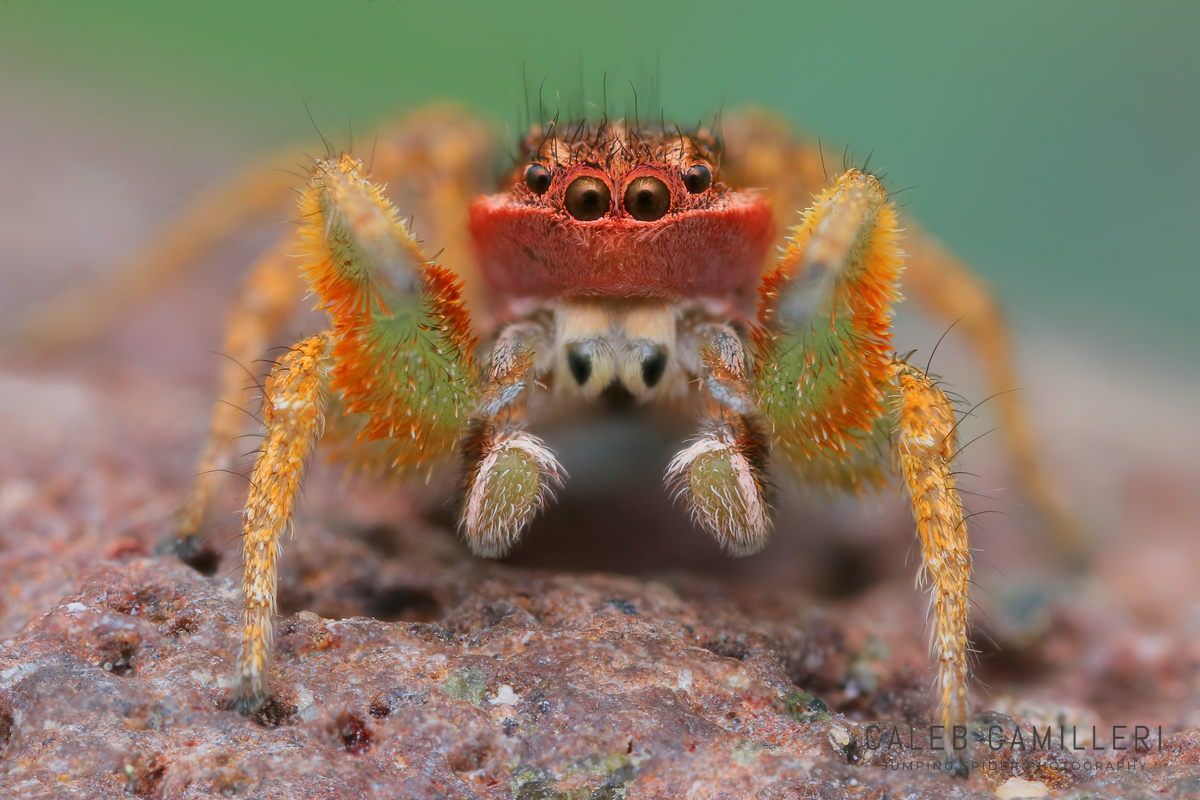 Macro shot of a male Habronattus mustaciatus displaying to or courting a female against an abstract background.