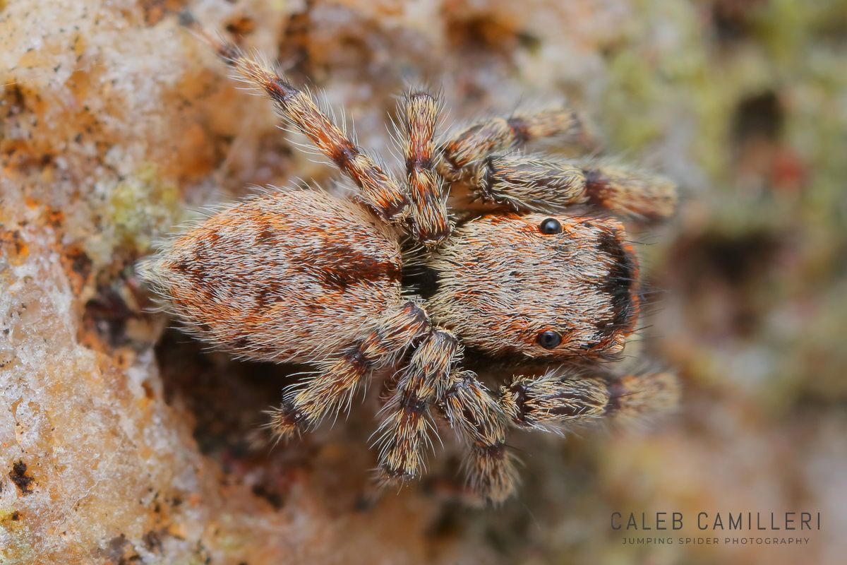 Close-up of a Mexigonus arizonensis jumping spider showing detailed body and leg structure.