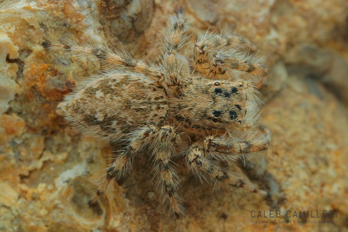 Plexippoides flavescens jumping spider camouflaged against rough stone surface.