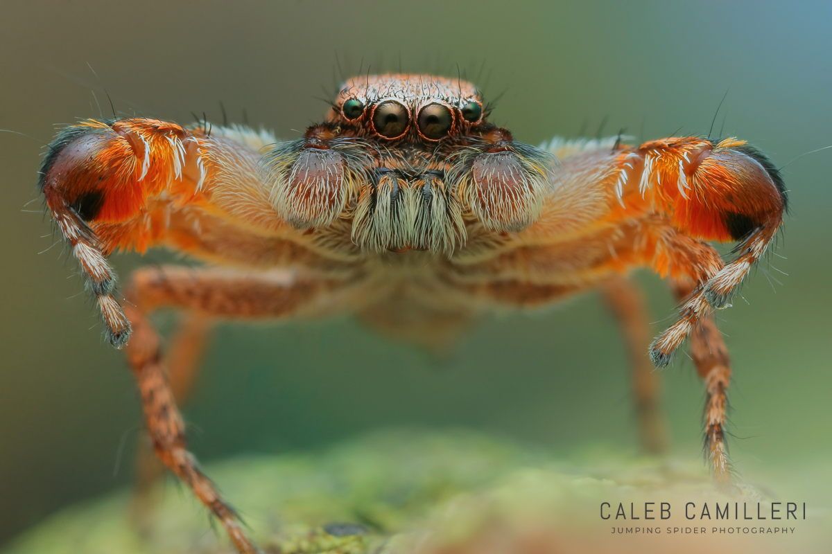 Macro shot of a male Habronattus oregonensis displaying to or courting a female against an abstract background.