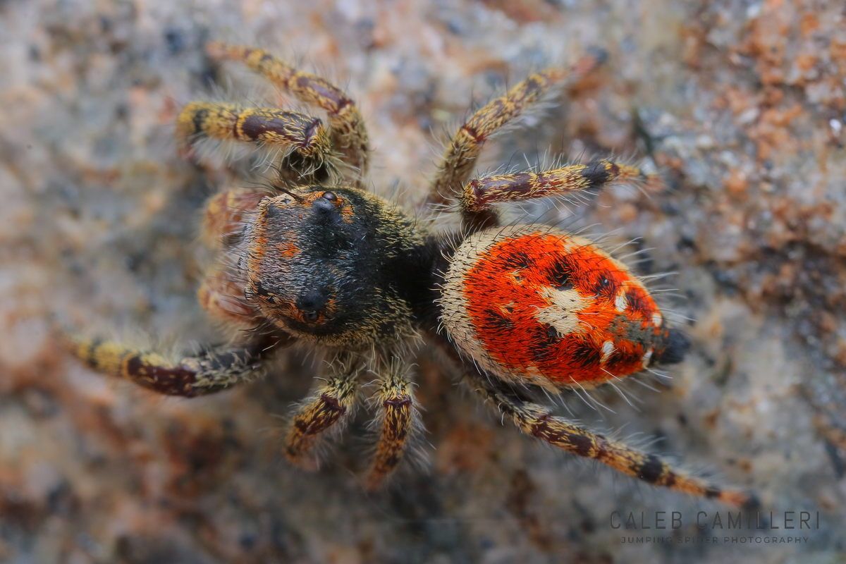Close-up of a Phidippus kastoni jumping spider showing detailed body and leg structure.