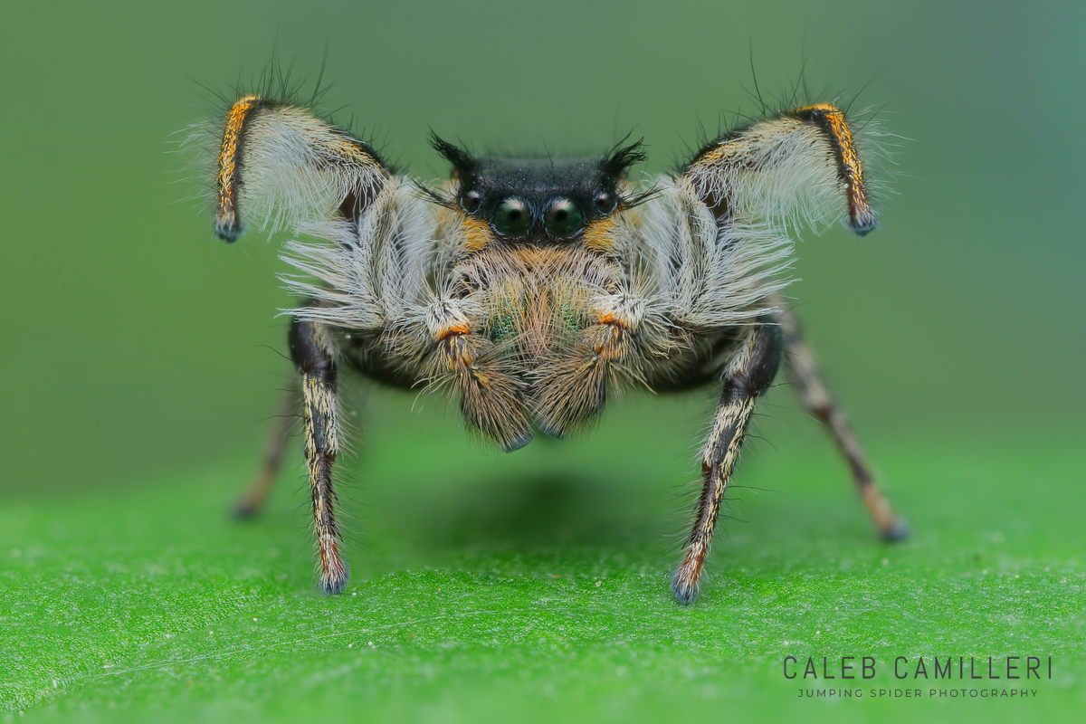 Macro shot of a male Phidippus insignarius displaying to or courting a female against an abstract background.