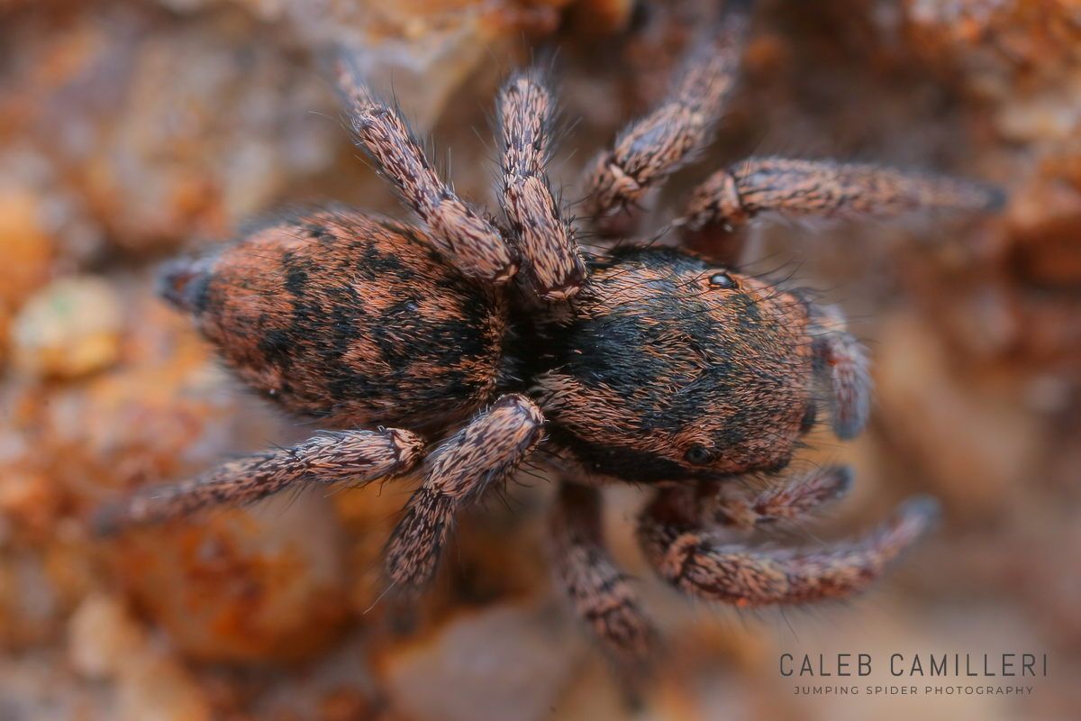 Close-up of a female Habronattus altanus jumping spider showing detailed body and leg structure.
