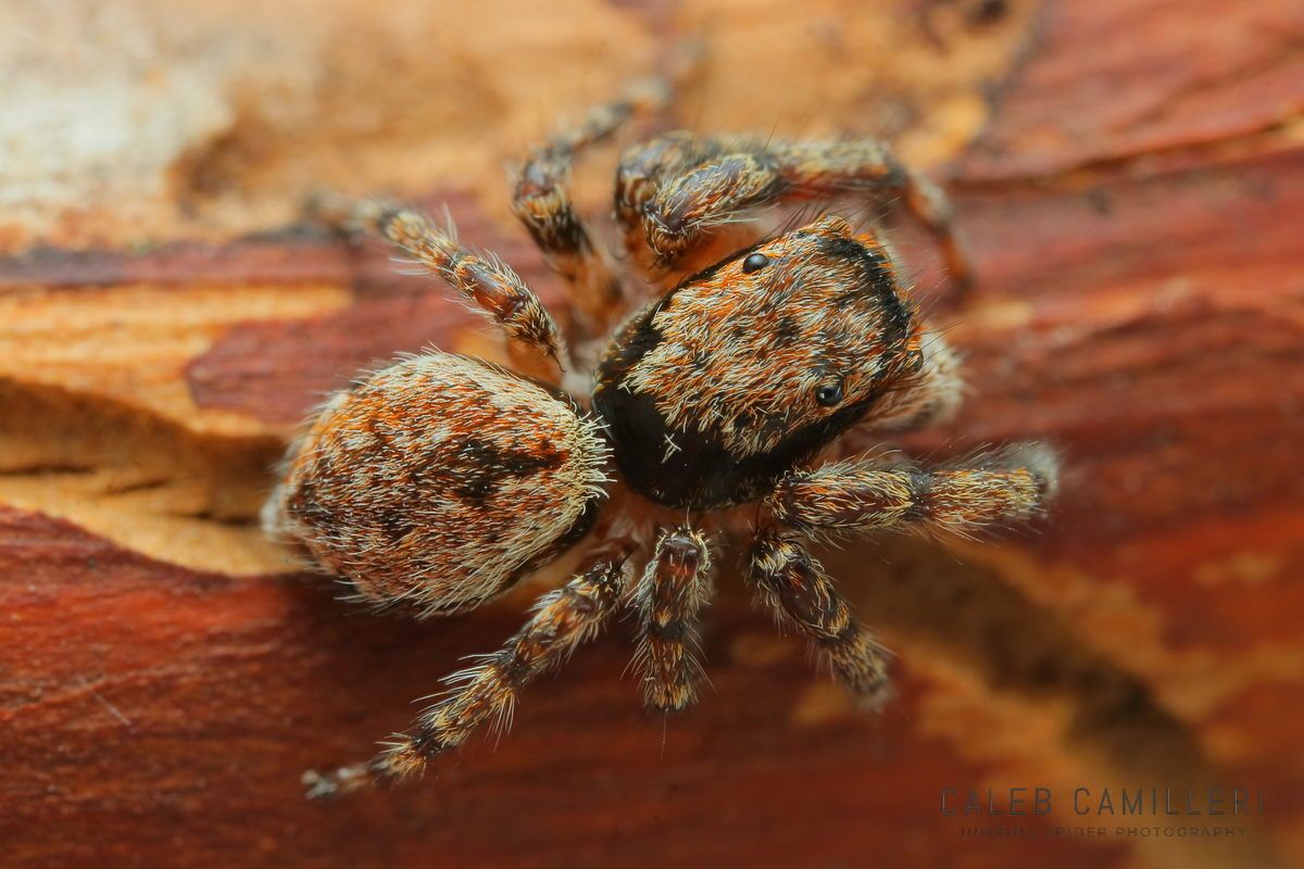 Mexigonus arizonensis jumping spider with fuzzy texture photographed on bark.
