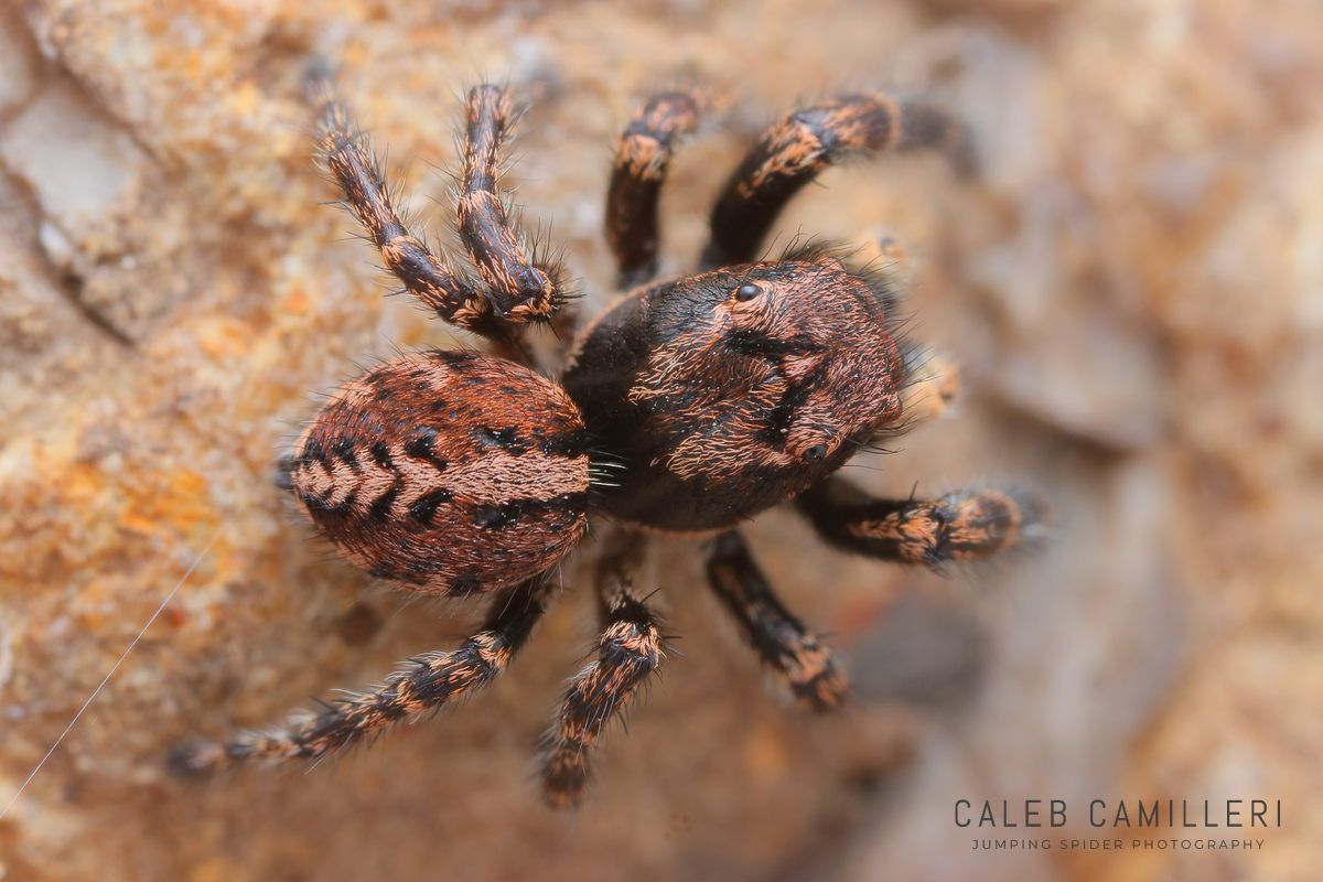 Close-up of a Pellenes lapponicus jumping spider showing detailed body and leg structure.