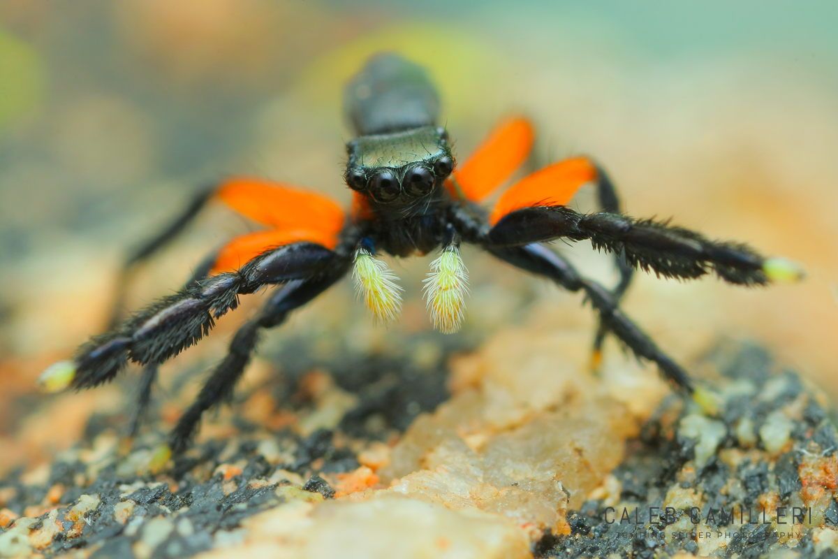 Macro shot of a male Euophrys monadnock displaying to or courting a female against an abstract background.