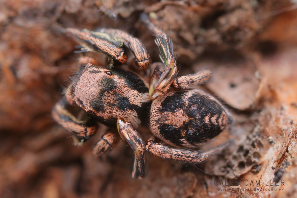 Close-up of a male Habronattus cuspidatus jumping spider showing detailed body and leg structure.