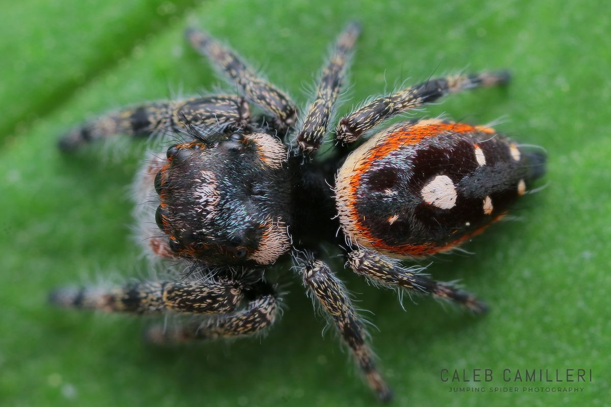 Close-up of a Phidippus workmani jumping spider showing detailed body and leg structure.