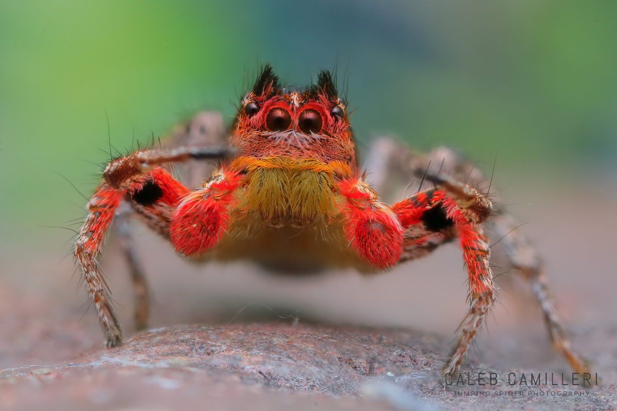 Macro shot of a male Habronattus americanus displaying to or courting a female against an abstract background.