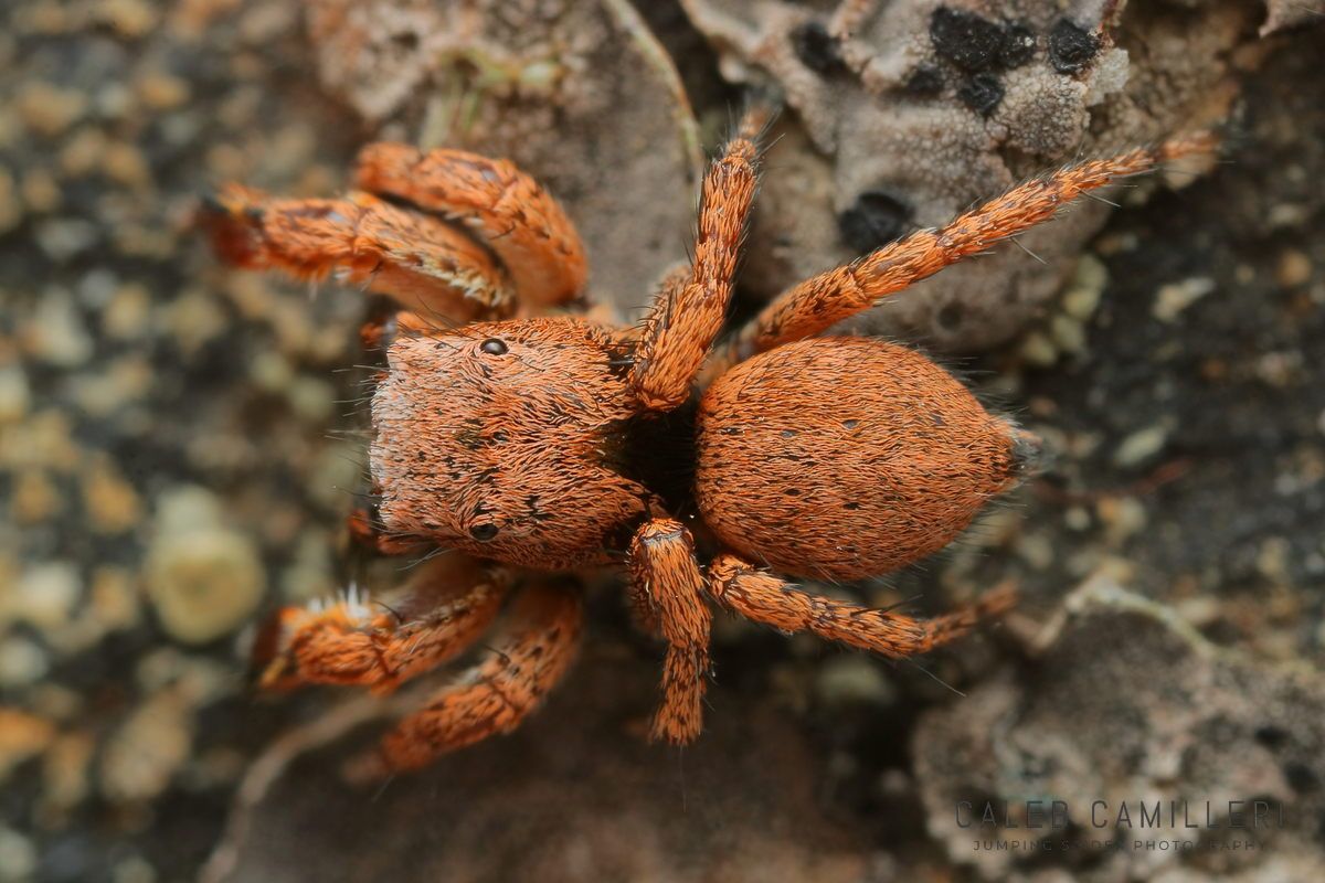 Macro photograph of a Habronattus oregonensis male showing detailed body texture and legs against a blurred background.