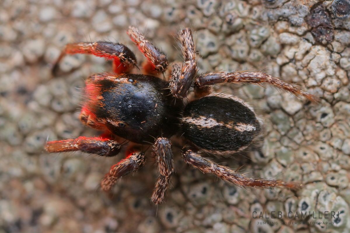 Close-up of a male Habronattus americanus jumping spider showing detailed body and leg structure.