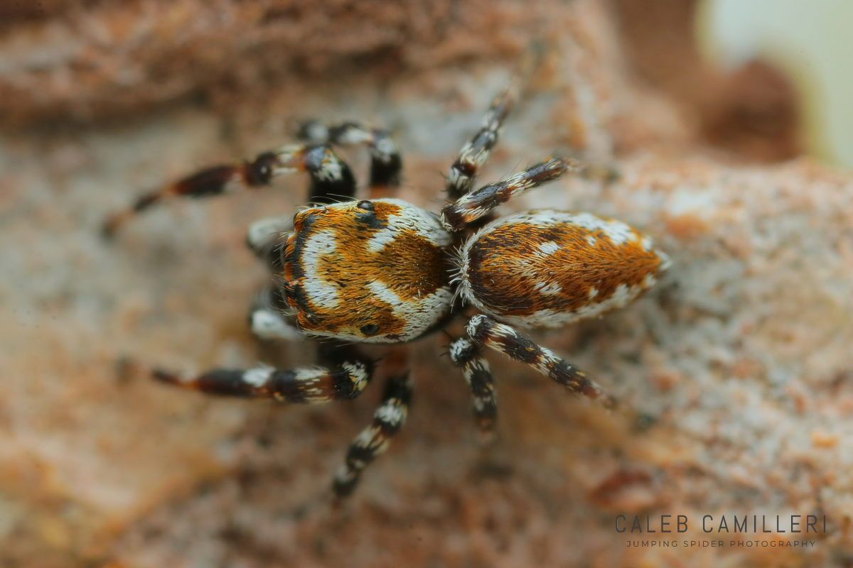 Close-up of a male Metaphidippus chera jumping spider showing detailed body and leg structure.