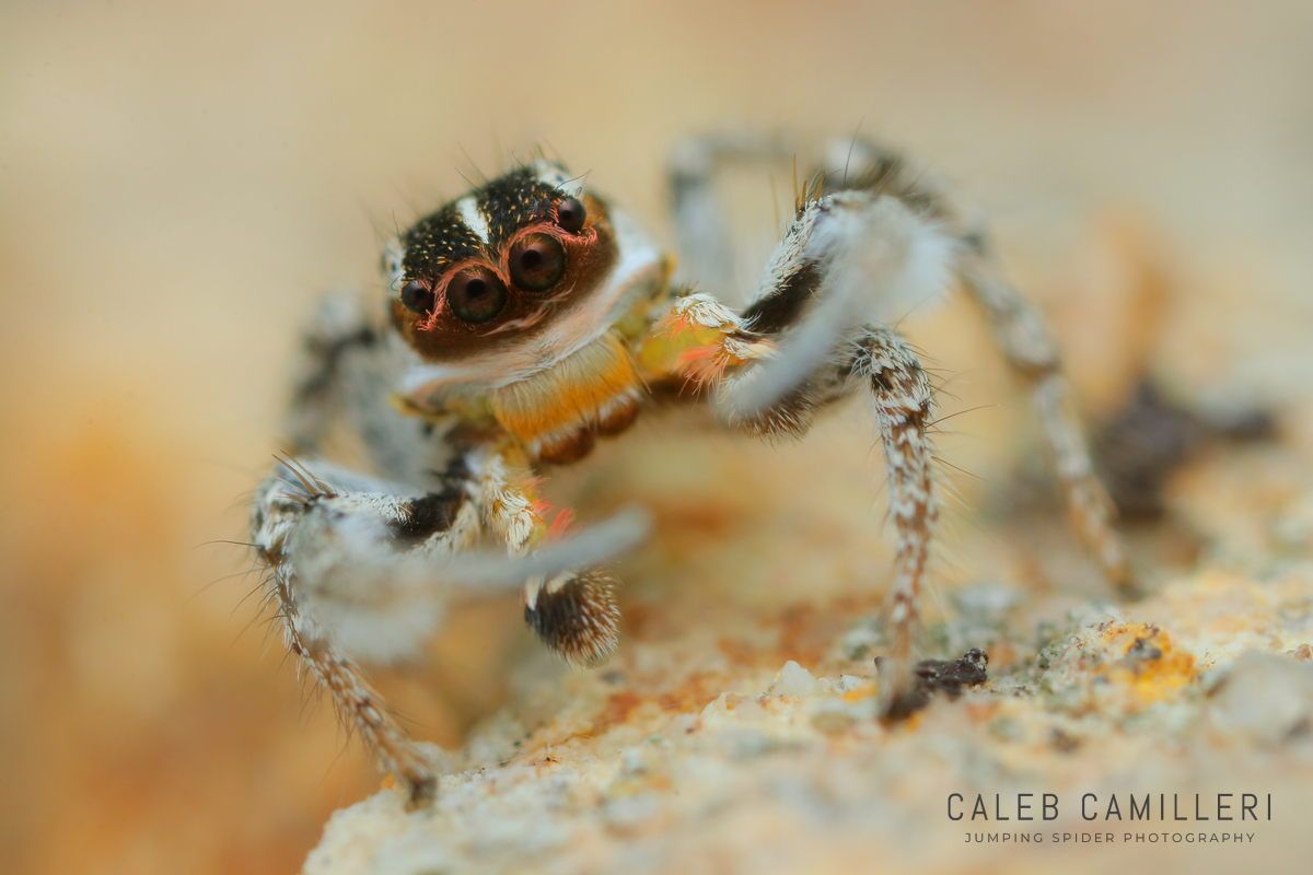 Macro shot of a male Habronattus tuberculatus displaying to or courting a female against an abstract background.