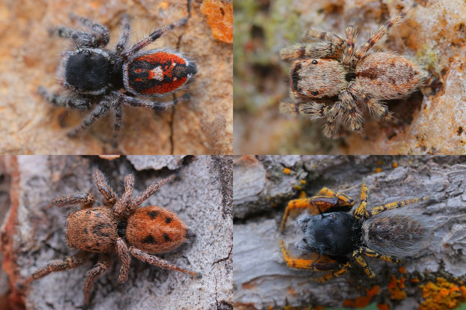 Detailed macro shots of jumping spiders on natural bark and stone surfaces.