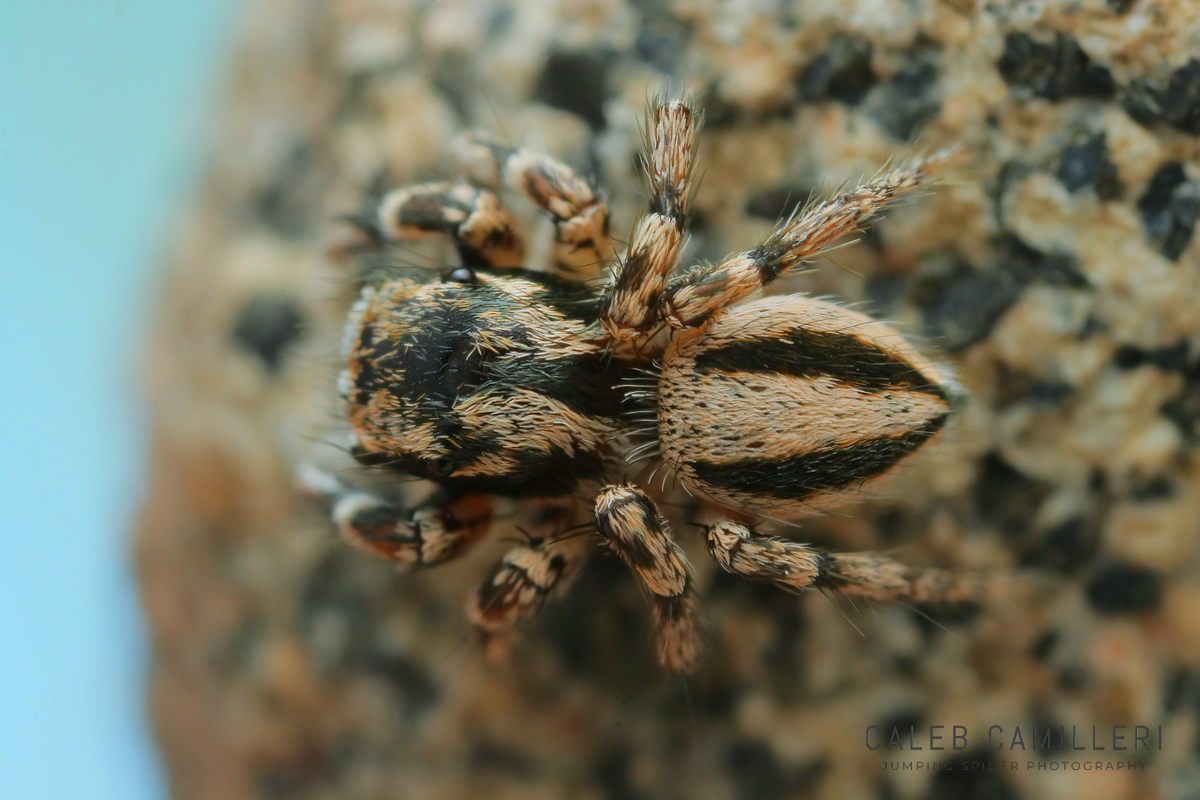 Close-up of a male Habronattus sugillatus jumping spider showing detailed body and leg structure.