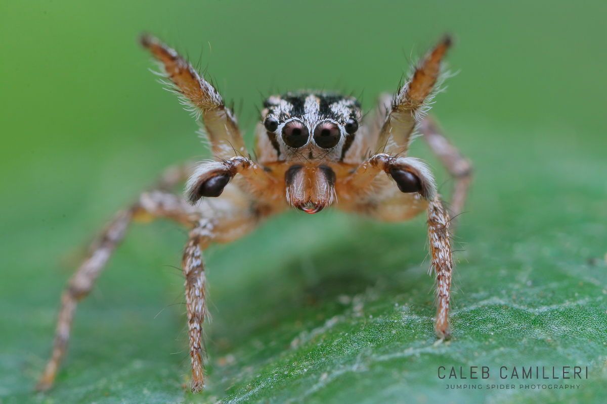 Macro shot of a male Habronattus trimaculatus displaying to or courting a female against an abstract background.