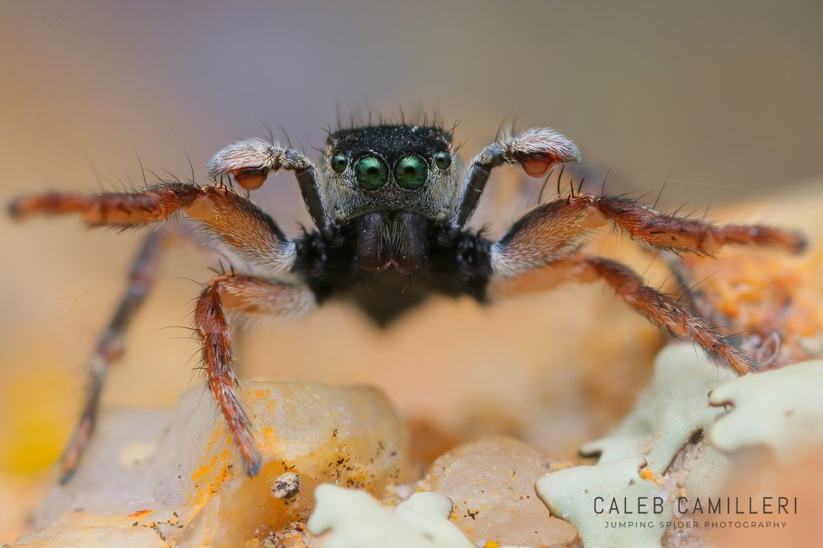 Macro shot of a male Habronattus borealis displaying to or courting a female against an abstract background.