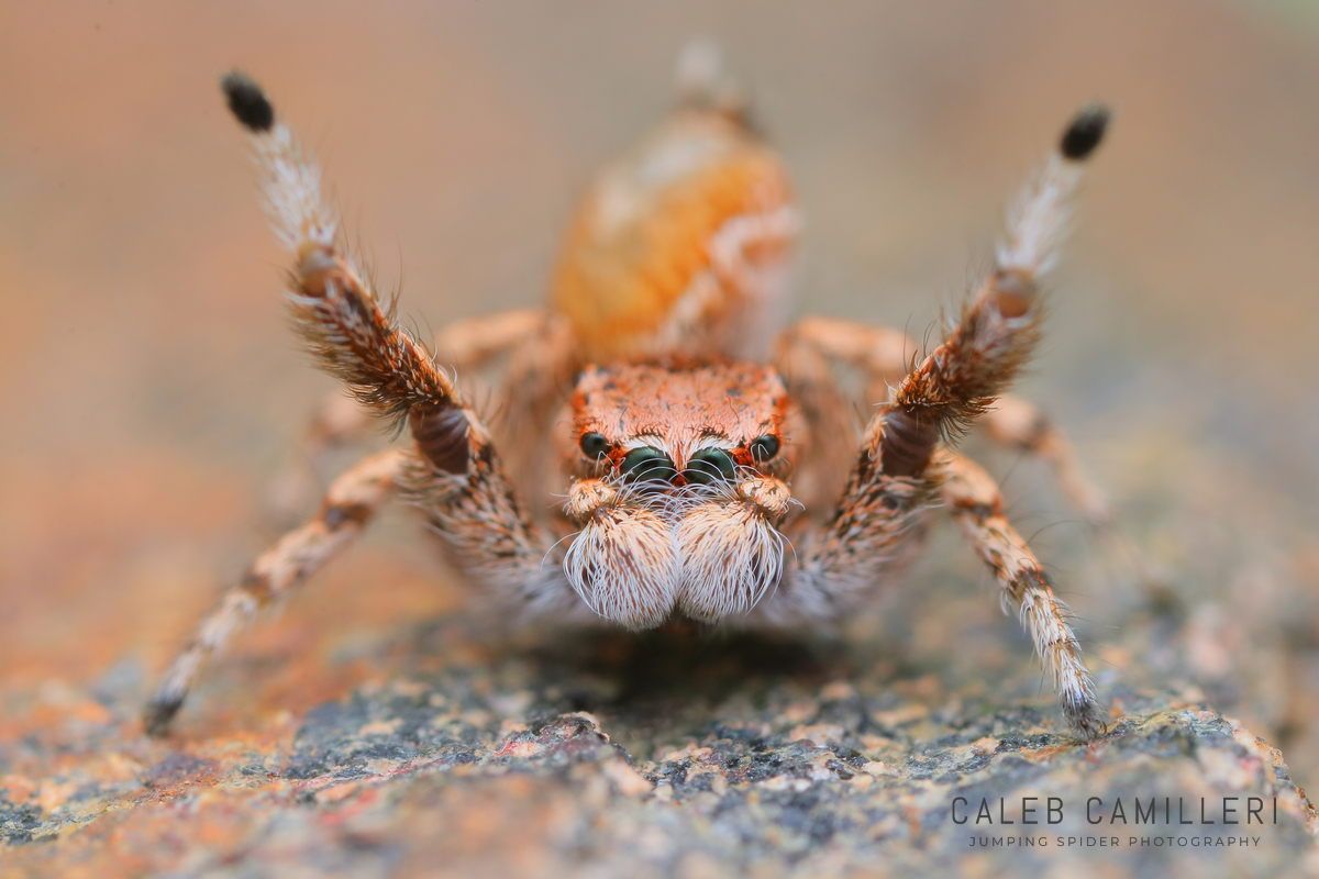 Macro shot of a male Habronattus amicus displaying to or courting a female against an abstract background.