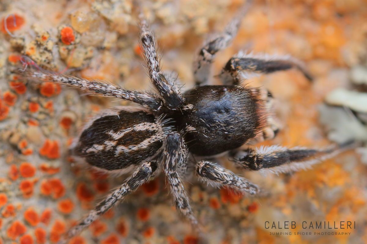 Close-up of a male Habronattus tarsalis jumping spider showing detailed body and leg structure.