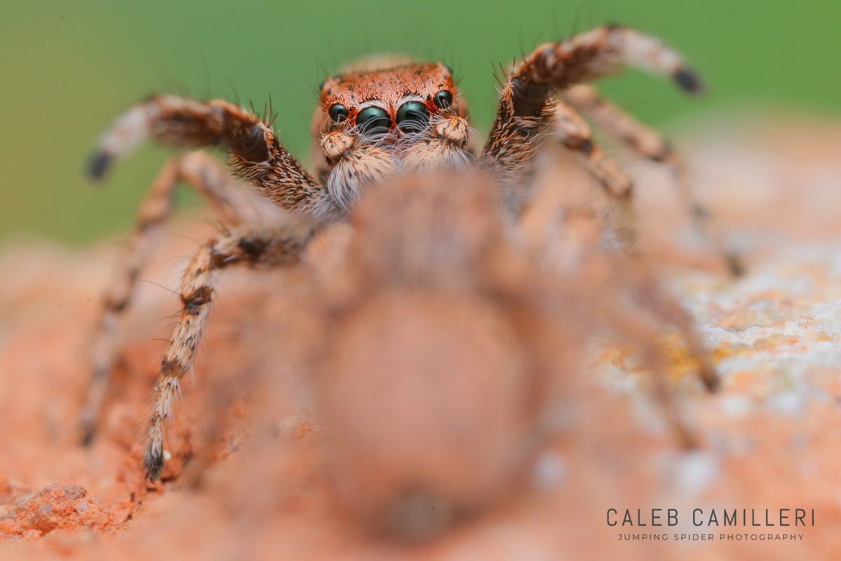 Macro shot of a male Habronattus amicus displaying to or courting a female against an abstract background.