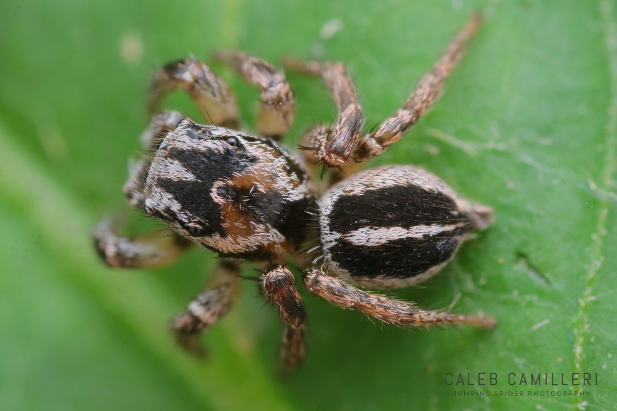 Close-up of a male Habronattus trimaculatus jumping spider showing detailed body and leg structure.
