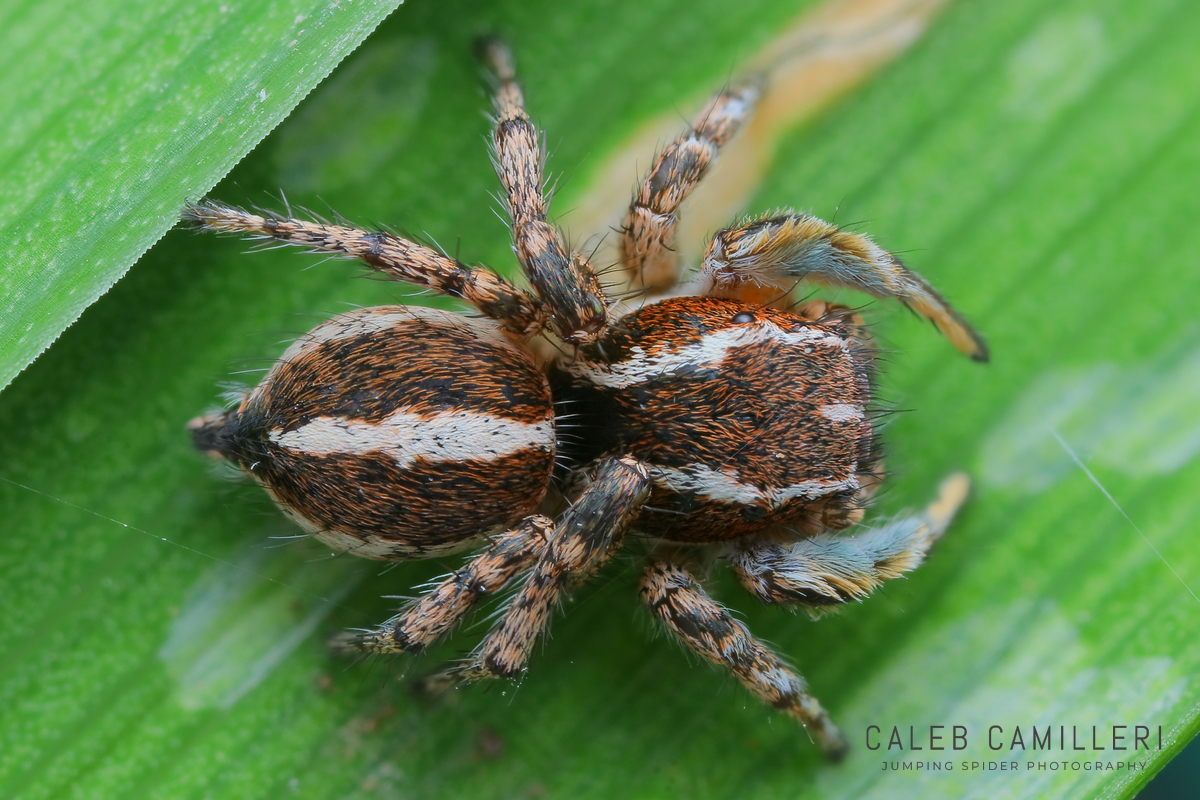 Close-up of a male Habronattus cognatus jumping spider showing detailed body and leg structure.