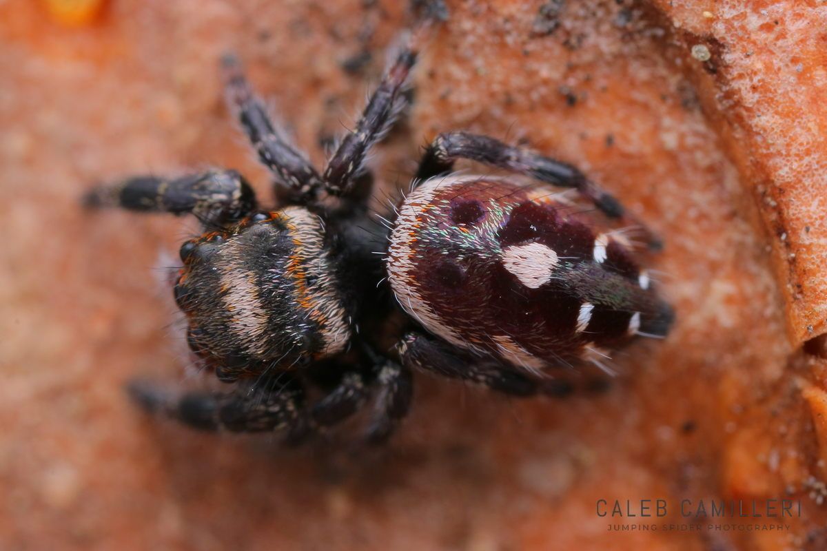 Close-up of a Phidippus workmani jumping spider showing detailed body and leg structure.