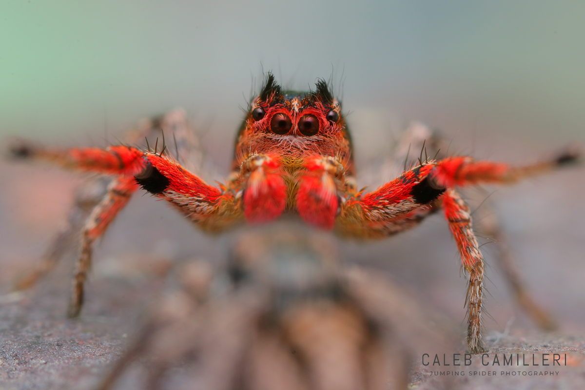 Macro shot of a male Habronattus americanus displaying to or courting a female against an abstract background.