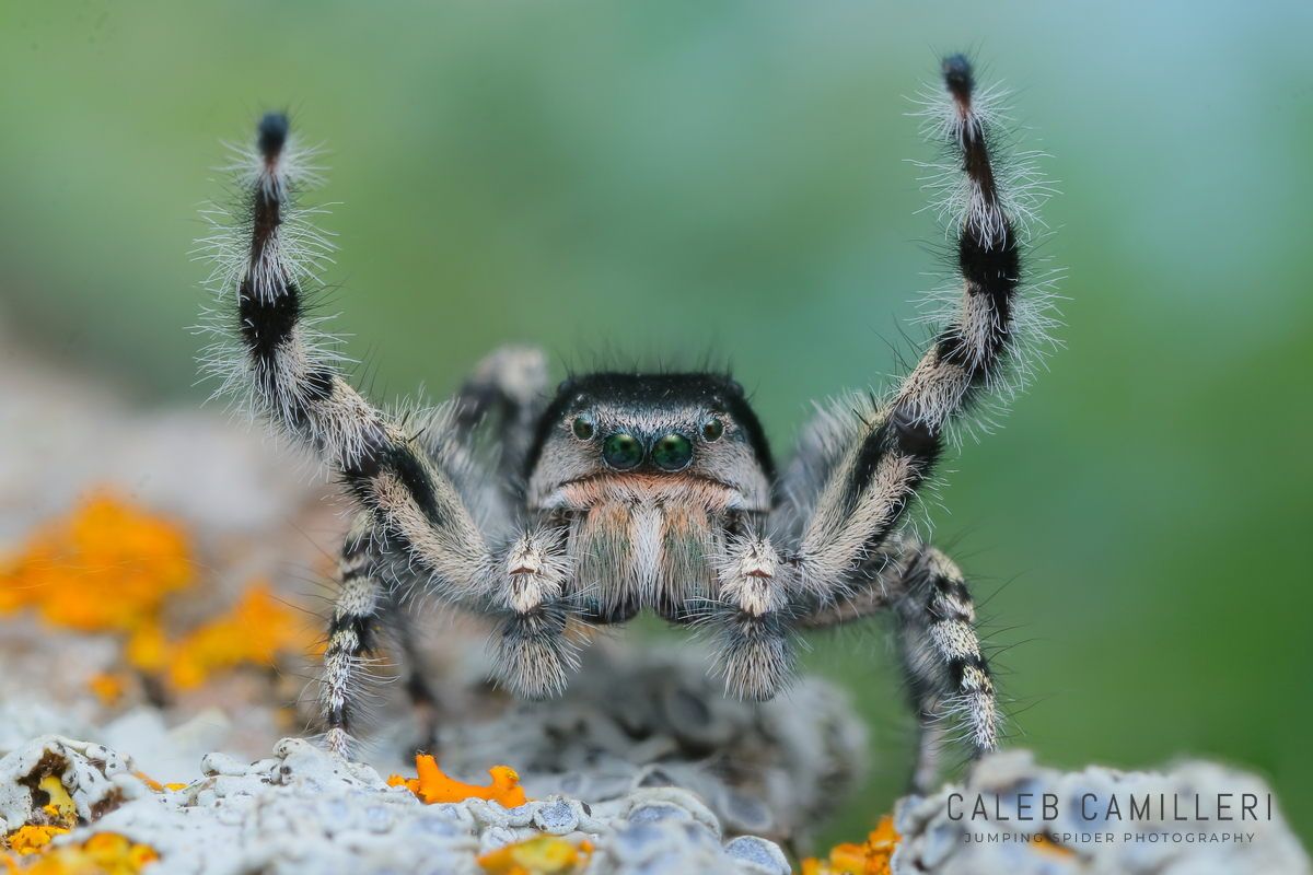 Macro shot of a male Phidippus kastoni displaying to or courting a female against an abstract background.