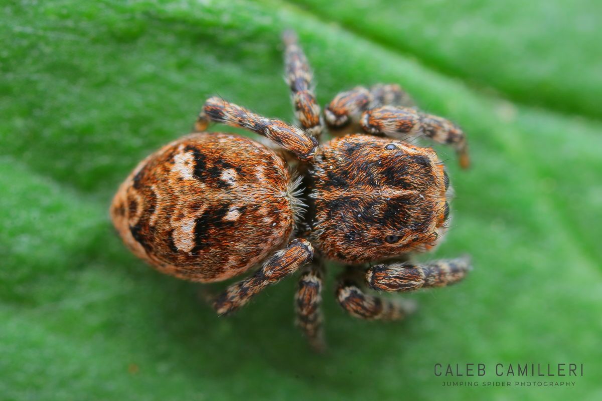 Attulus floricola jumping spider with distinctive markings resting on green leaf surface.