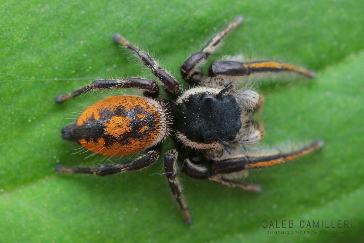 Close-up of a Phidippus insignarius jumping spider showing detailed body and leg structure.