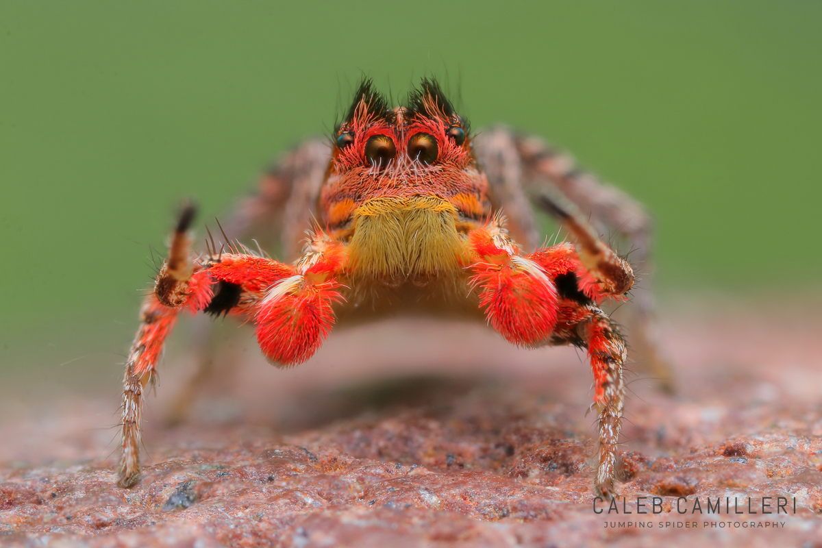 Macro shot of a male Habronattus americanus displaying to or courting a female against an abstract background.