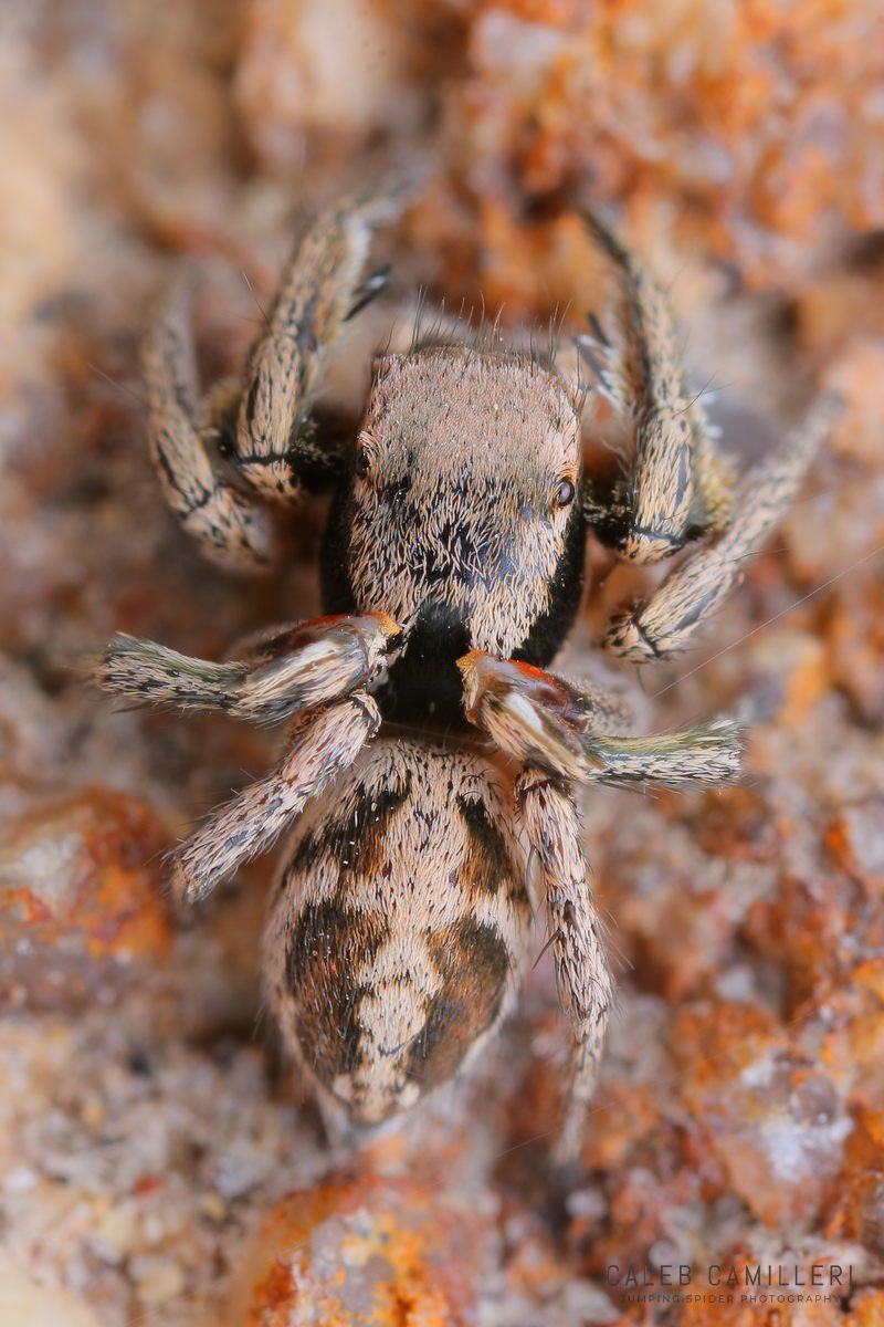 Close-up of a male Habronattus klauserii jumping spider showing detailed body and leg structure.