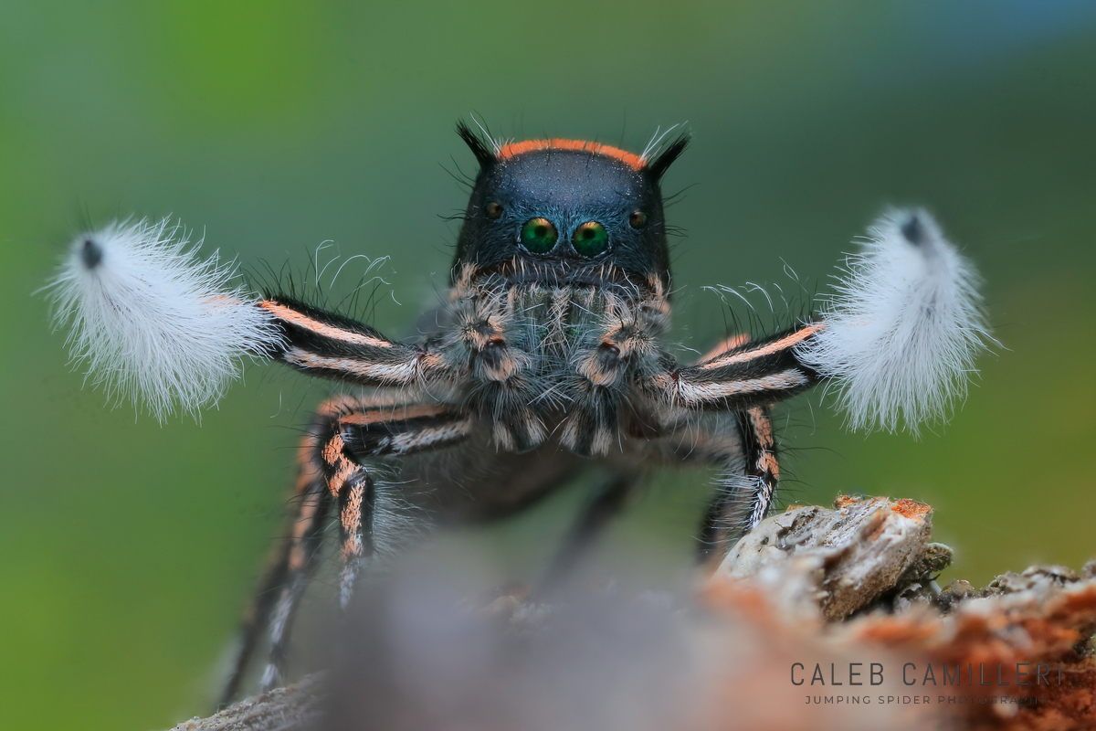 Macro shot of a male Phidippus toro displaying to or courting a female against an abstract background.