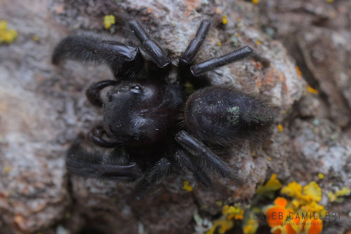 Close-up of a Phidippus bidentatus jumping spider showing detailed body and leg structure.