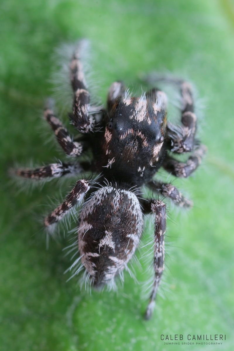 Close-up of a Phidippus tigris jumping spider showing detailed body and leg structure.