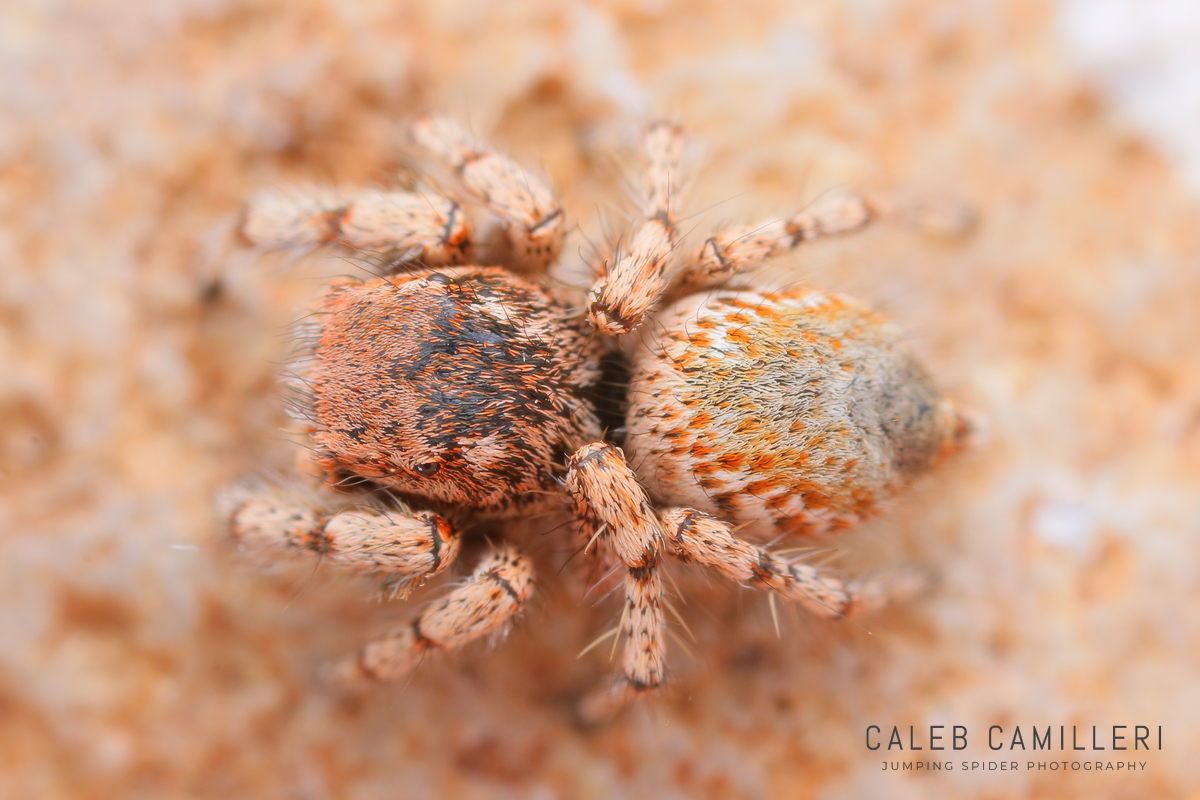 Close-up of a male Habronattus amicus jumping spider showing detailed body and leg structure.