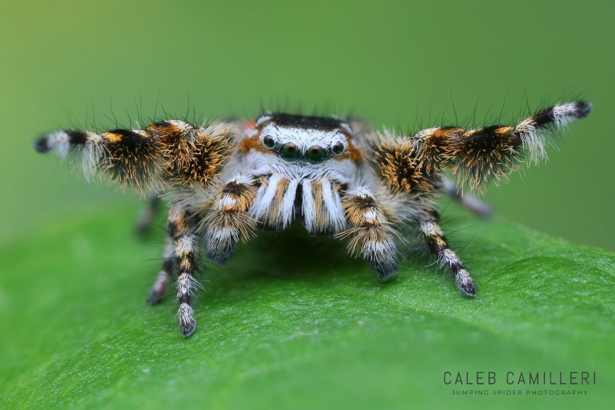 Macro shot of a male Phidippus tyrrelli displaying to or courting a female against an abstract background.