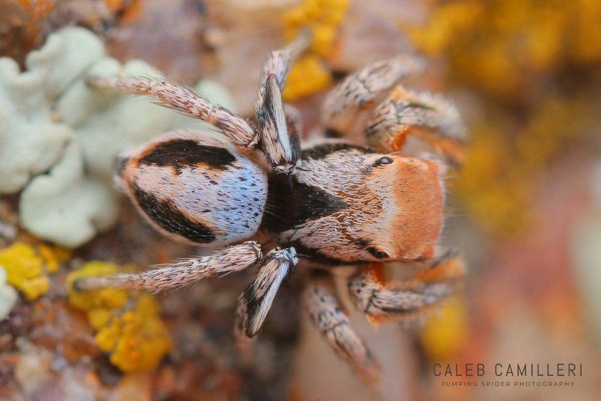 Close-up of a male Habronattus arcalorus jumping spider showing detailed body and leg structure.