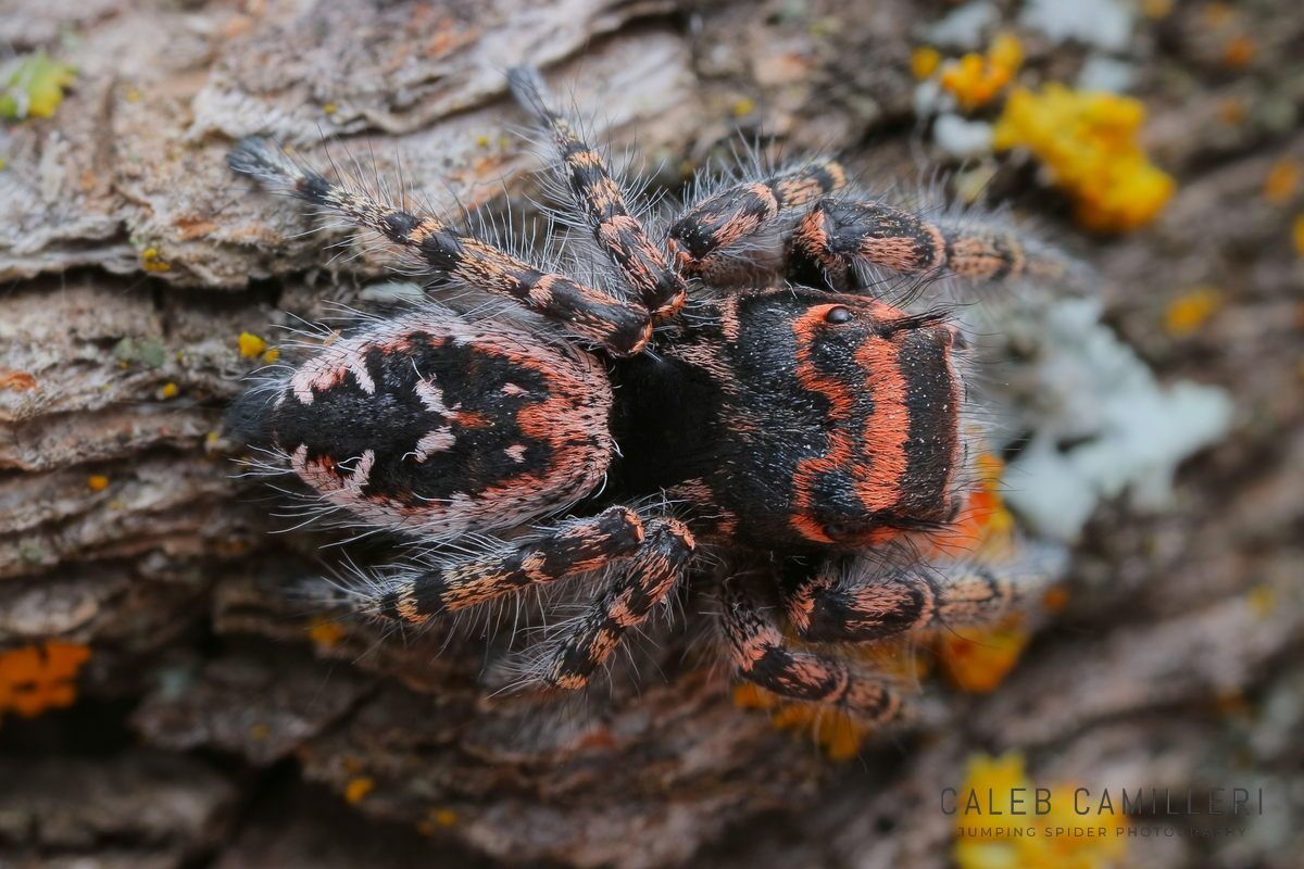 Close-up of a Phidippus toro jumping spider showing detailed body and leg structure.